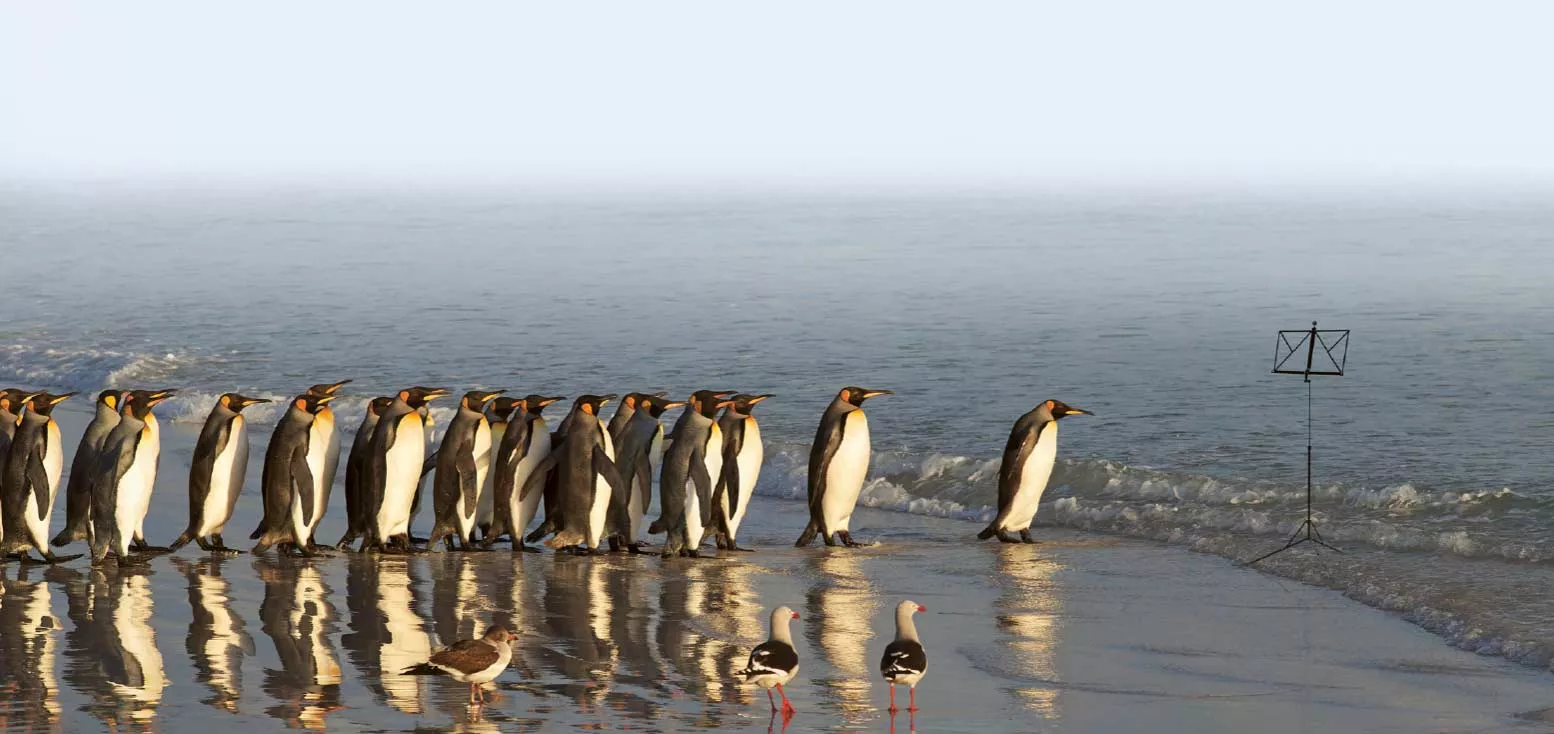 Eine Gruppe von Pinguinen läuft am Strand entlang auf einen Notenständer zu