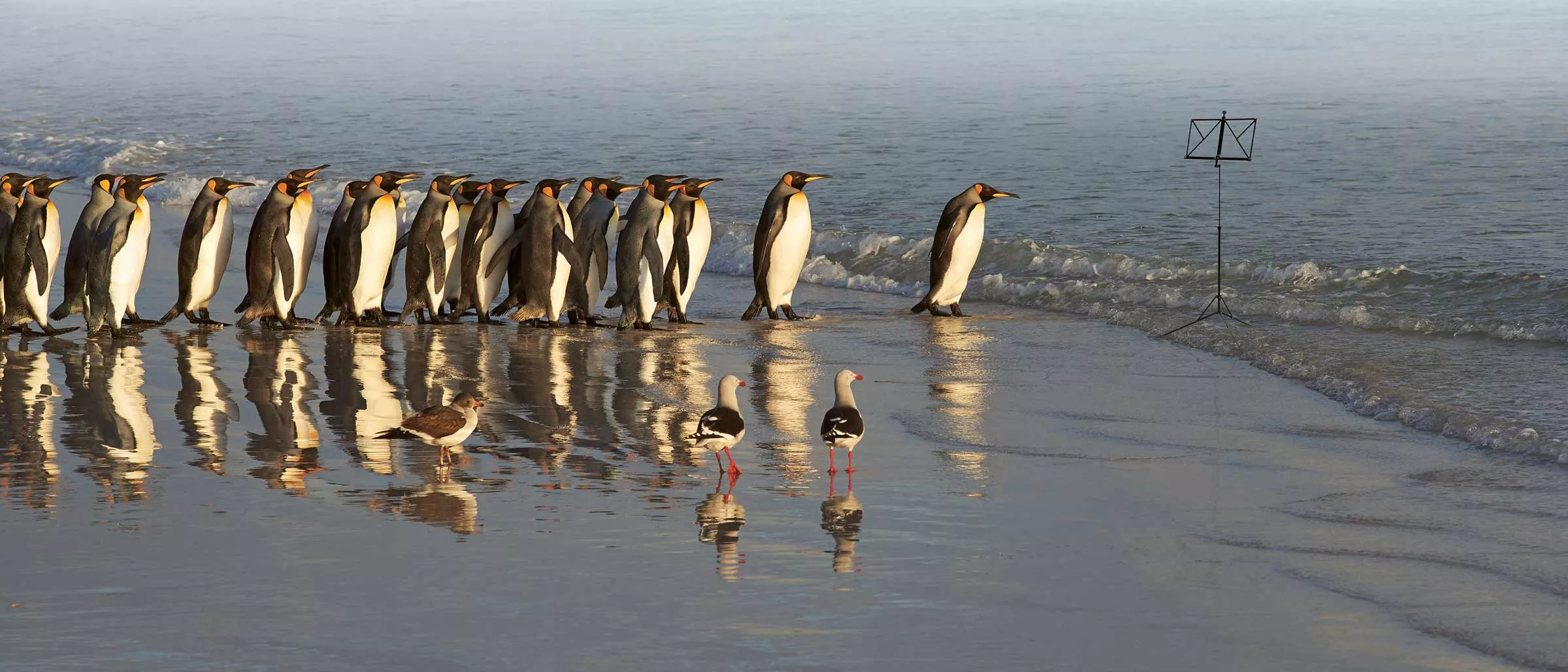 Förderbedingungen - Pinguine watscheln auf einen Notenständer zu